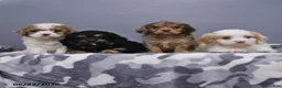 Cavapoo dogs for sale: Naomi - Ad 5