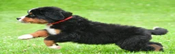 Bernese Mountain Dog dogs for sale: Nickle - Ad 6