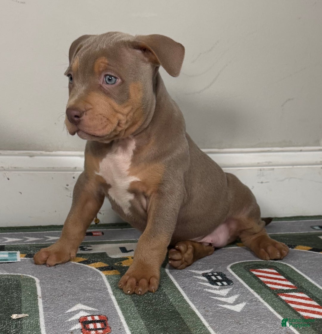 American Bully dogs for sale: King  - Ad 10