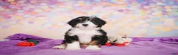 Mini Bernedoodle dogs for sale: Smokey - Ad 6