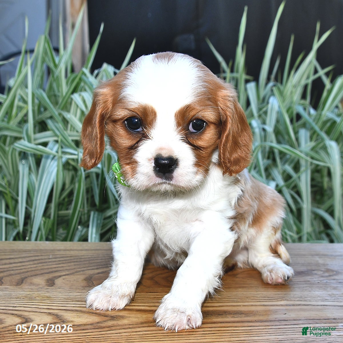 Cavalier King Charles Spaniel dogs Timmy - Ad 2