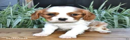Cavalier King Charles Spaniel dogs for sale: Timmy - Ad 2