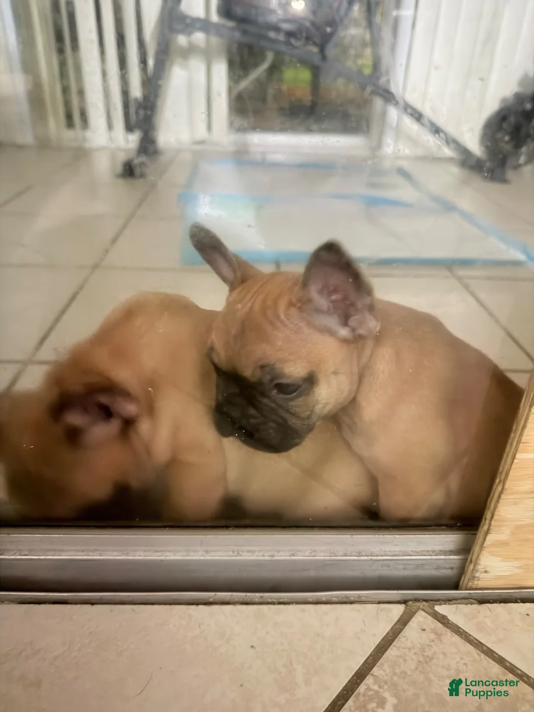 French Bulldog dogs for sale: French Bulldog 4 - Ad 1