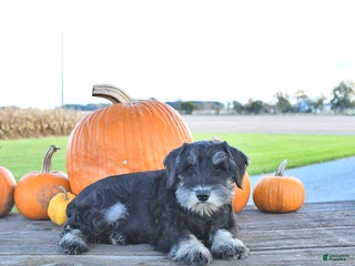 Miniature Schnauzer dogs - Ad 9