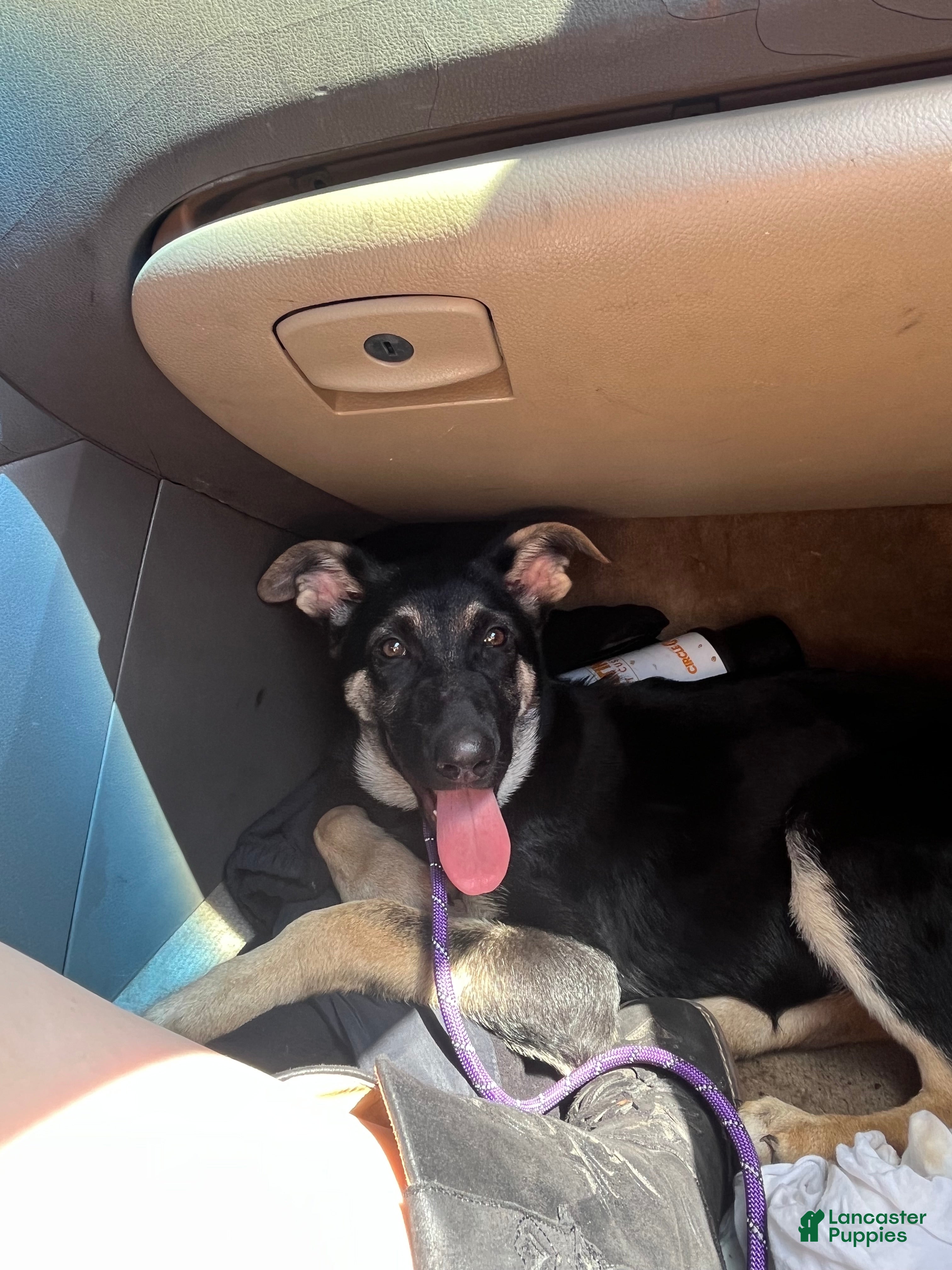 German Shepherd dogs for sale: German Shepherd Puppy 1 - Ad 4