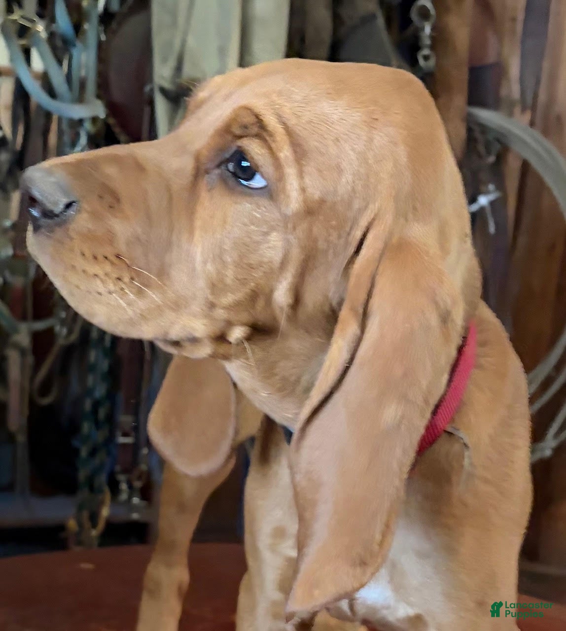 Redbone Coonhound dogs Hazel - Ad 1