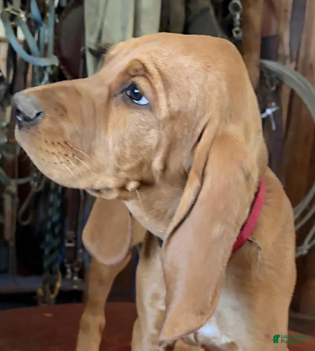 Redbone Coonhound dogs for sale: Hazel - Ad 1