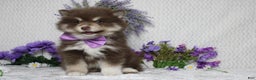 Pomsky dogs for sale: Duey  - Ad 3