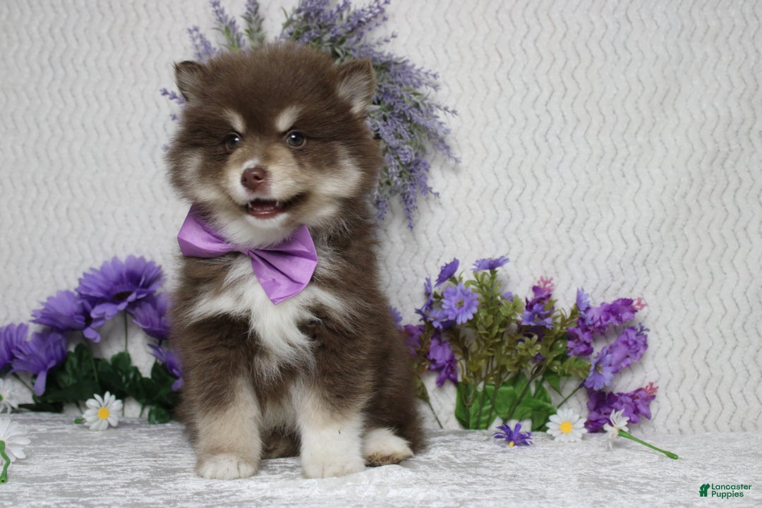 Pomsky dogs for sale: Duey  - Ad 3
