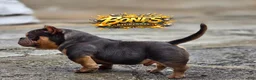 American Bully dogs for stud: Bones Nano Stud - Ad 5