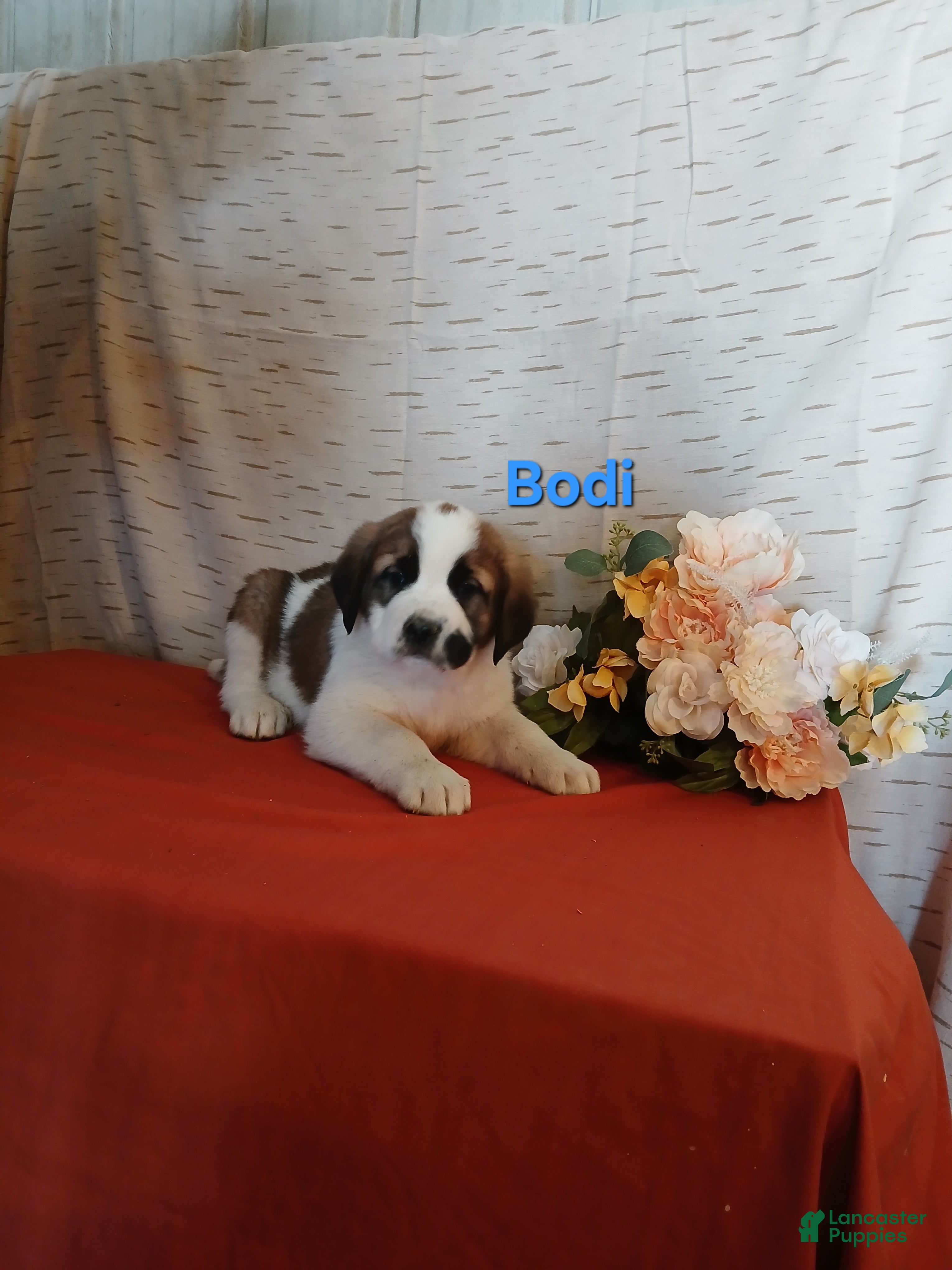 Saint Bernard dogs Bodi - Ad 2