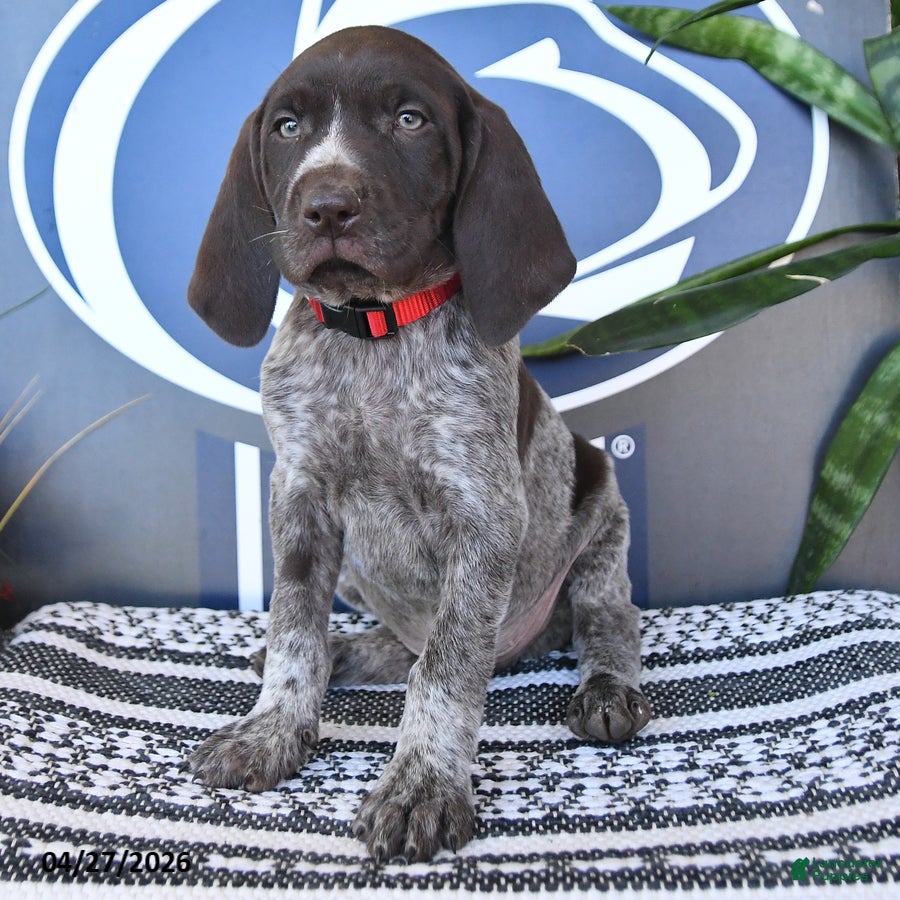 German Shorthaired Pointer dogs Chris - Ad 2