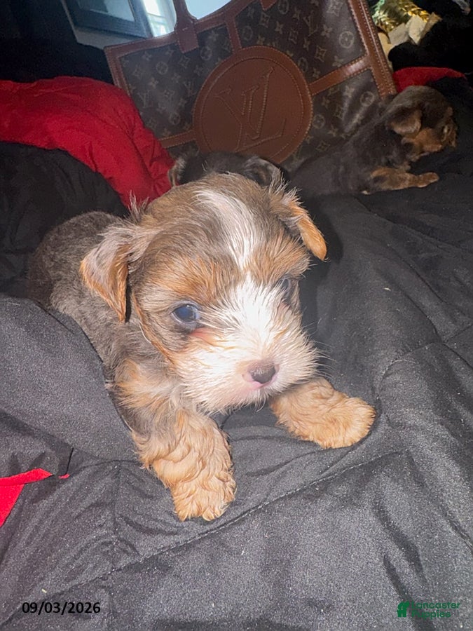 Yorkiepoo dogs Gucci - Ad 2
