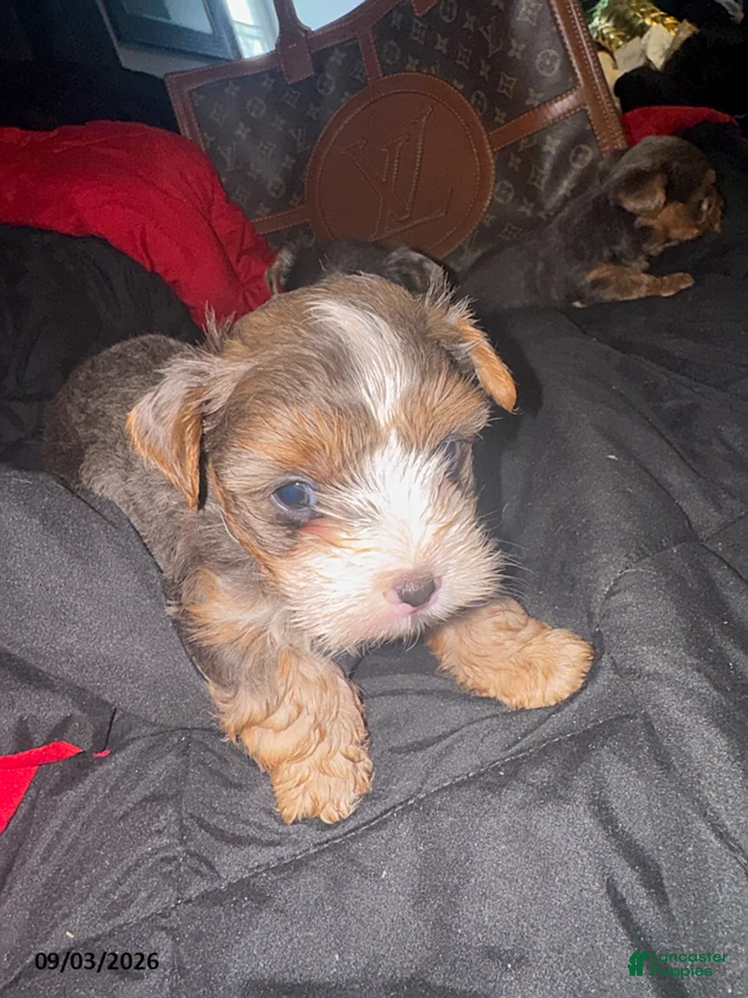 Yorkiepoo dogs for sale: Gucci - Ad 2