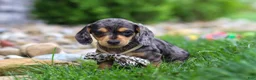 Miniature Dachshund dogs for sale: Alex - Ad 1