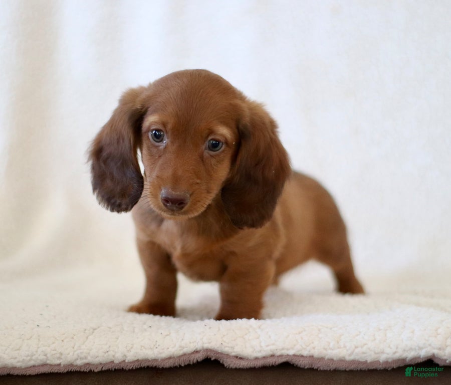 Miniature Dachshund dogs Walker - Ad 1