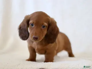 Miniature Dachshund dogs for sale: Walker - Ad 3