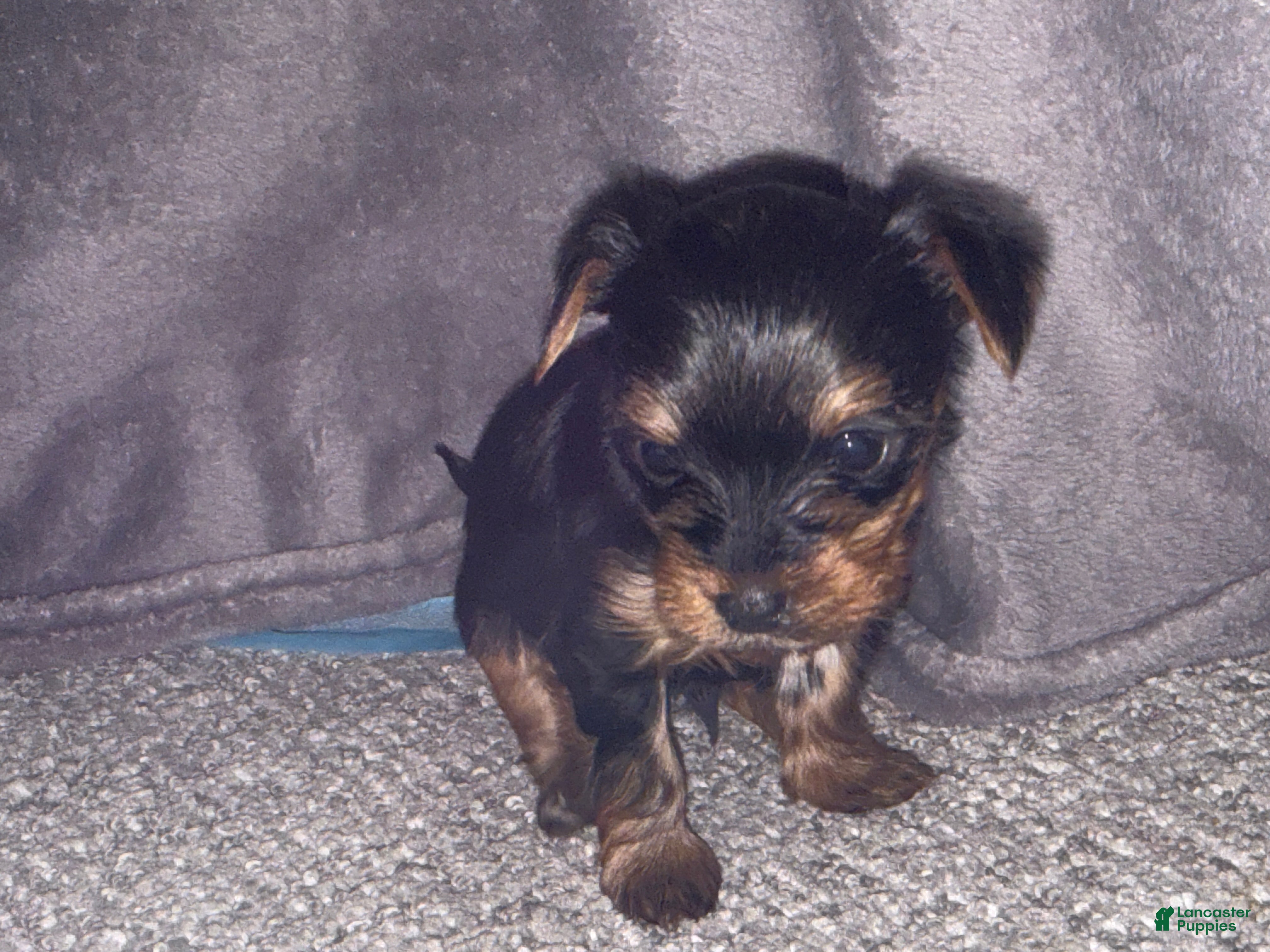 Yorkshire Terrier dogs Yorkshire Terrier Puppy 2 - Ad 5