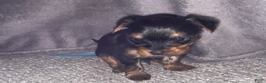 Yorkshire Terrier Puppy 2