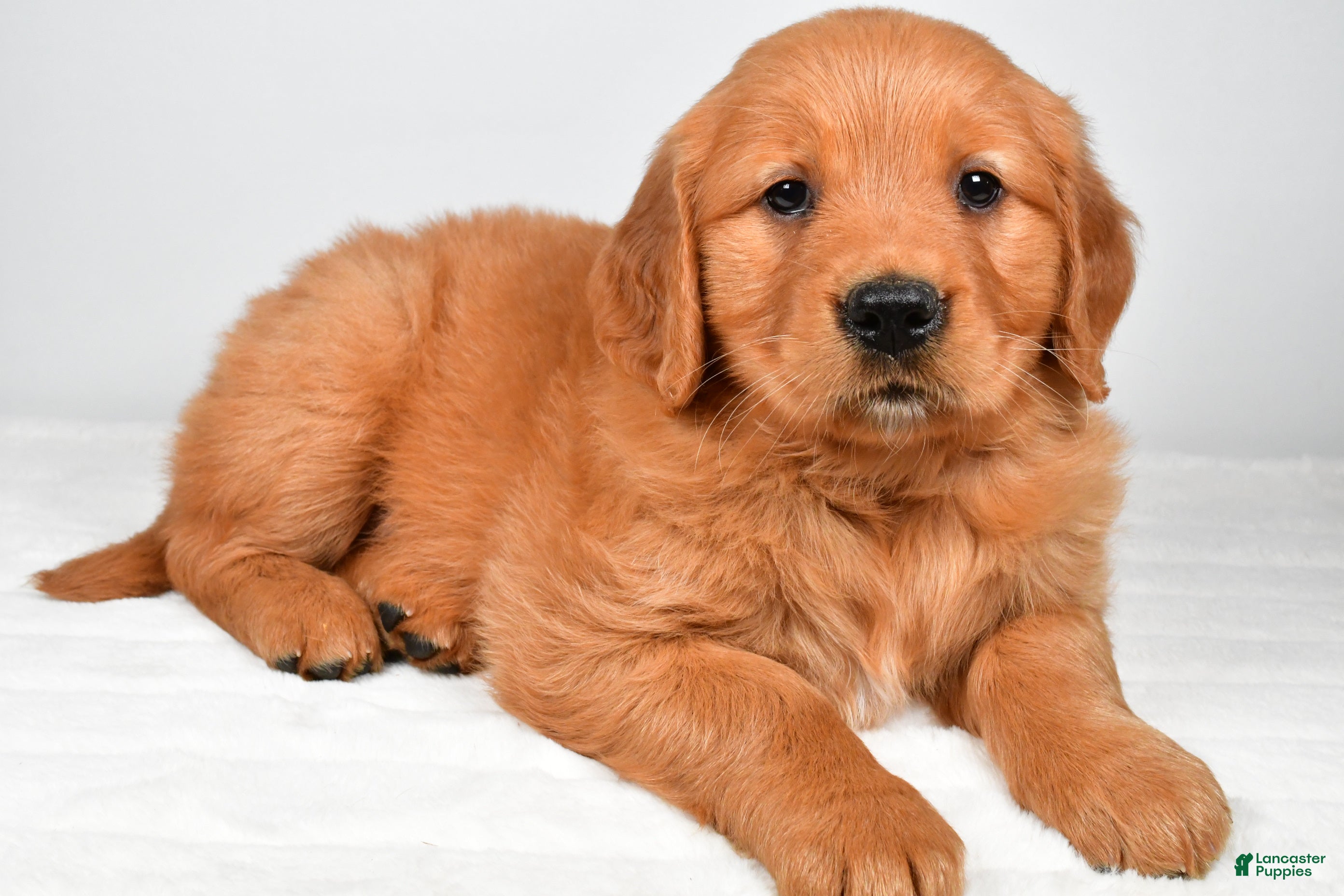 Golden Retriever dogs Robin - Ad 1