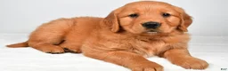 Golden Retriever dogs for sale: Robin - Ad 1