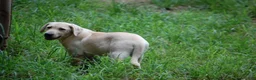 Labrador Retriever dogs for sale: Labrador Retriever 4 Amy - Ad 7
