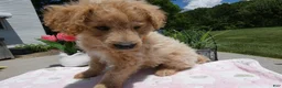 Mini Aussiedoodle dogs for sale: Mini Aussiedoodle 6 Bono - Ad 2