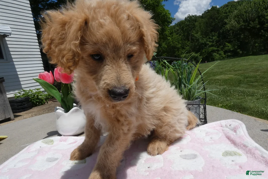 Mini Aussiedoodle dogs for sale: Mini Aussiedoodle 6 Bono - Ad 2