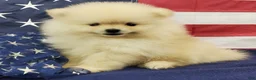 Pomeranian dogs for sale: Wrangler - Ad 6