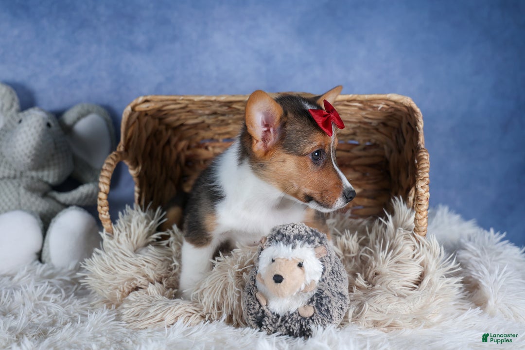 Welsh Corgi Pembroke dogs for sale: Leo - Ad 11