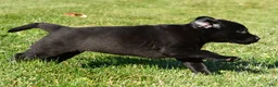 Labrador Retriever dogs for sale: Lexi - Ad 12
