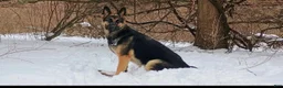 German Shepherd dogs for sale: German Shepherd 3 - Ad 33