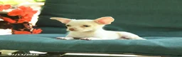 Chihuahua dogs for sale: Peanut  - Ad 4