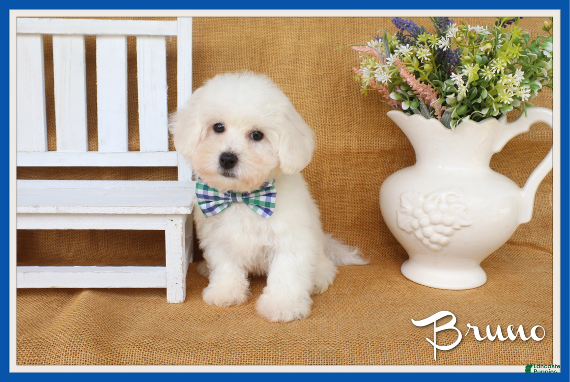 Bichon Frise dogs Bruno - Ad 1