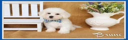 Bichon Frise dogs for sale: Bruno - Ad 1
