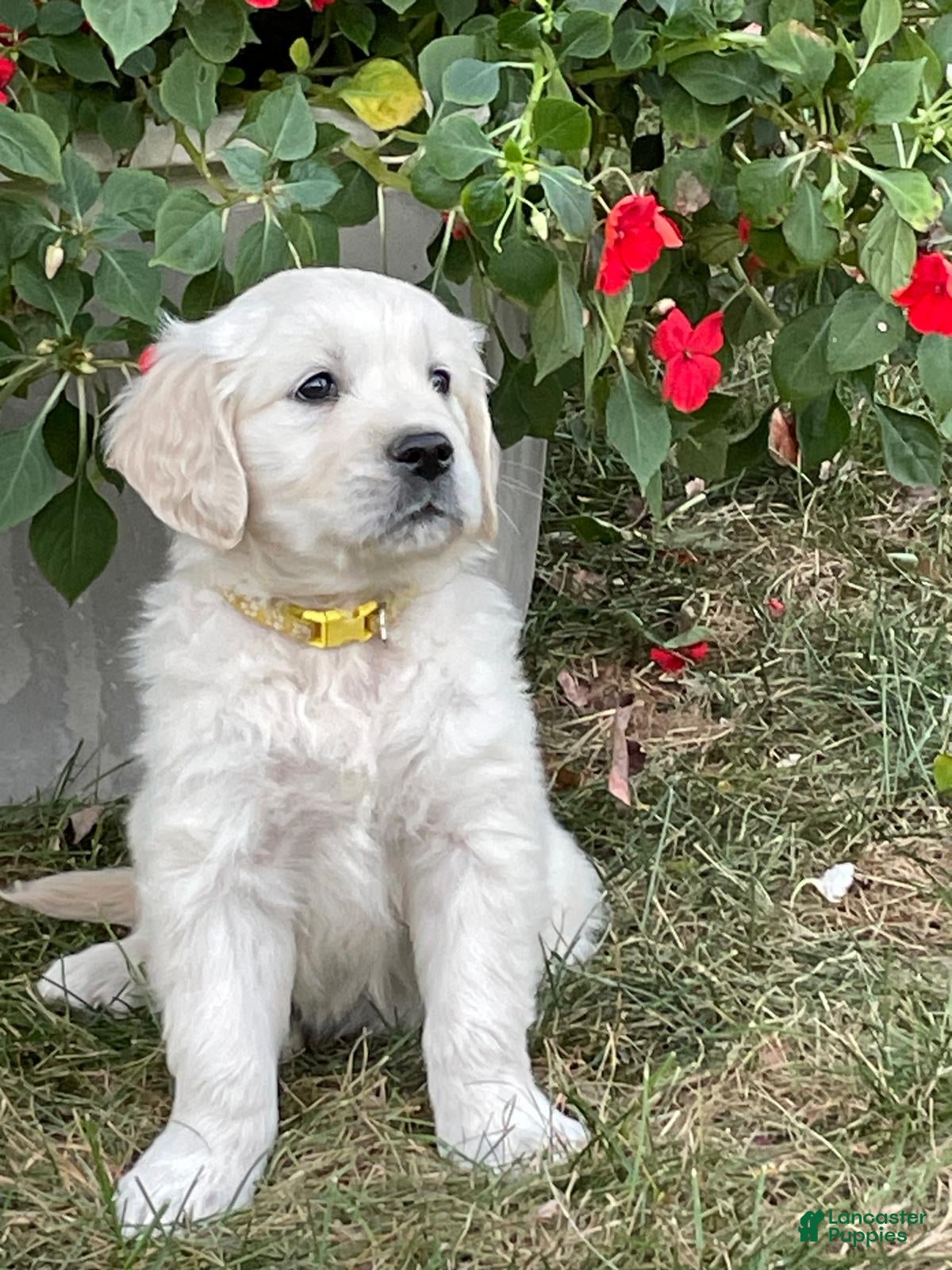 Golden Retriever dogs Skittles - Ad 1