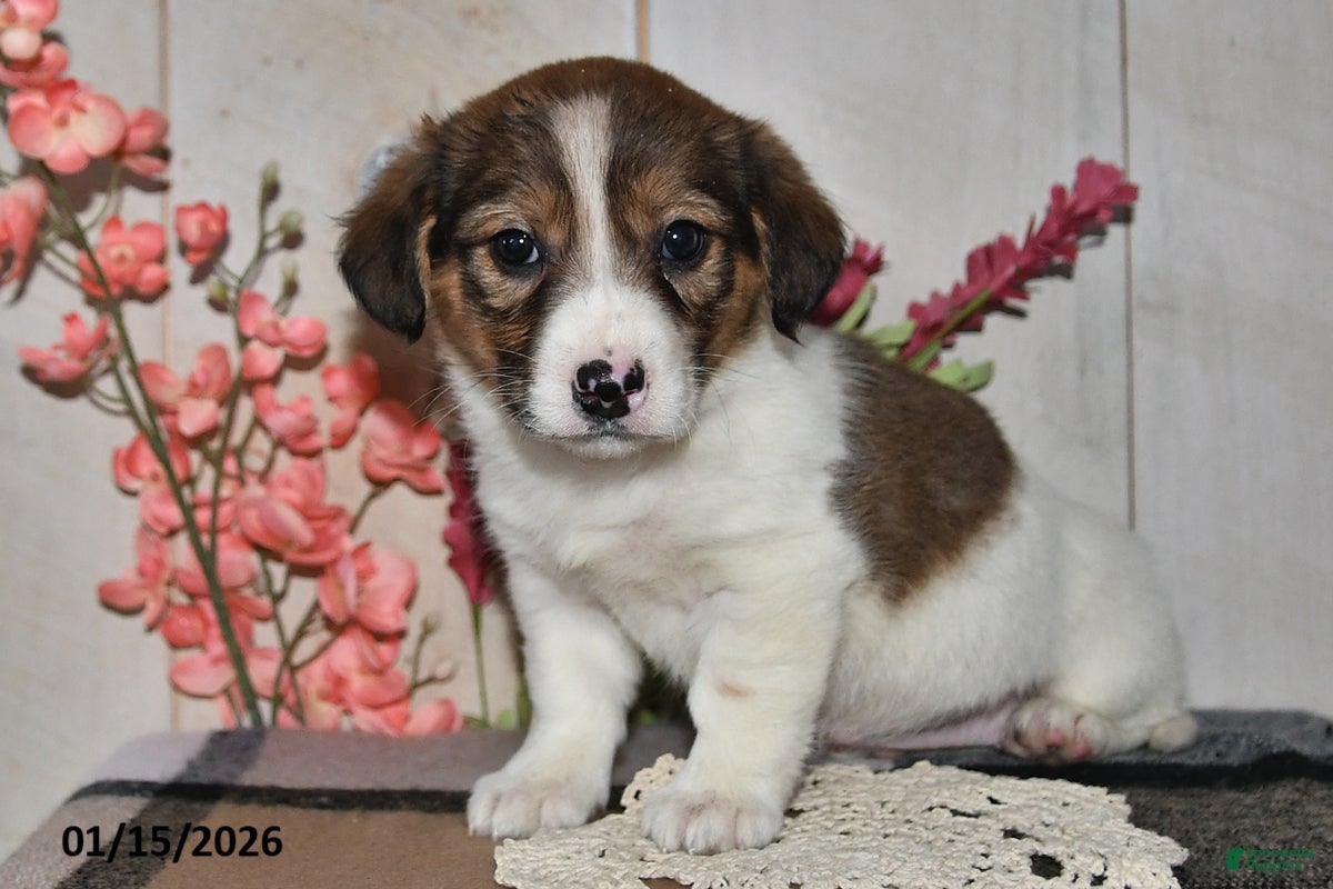 Mixed Breed dogs Angie - Ad 35