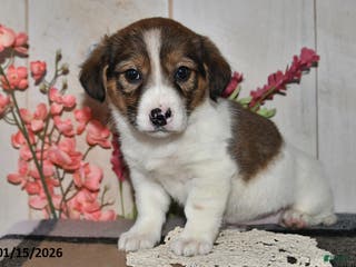 Mixed Breed dogs Angie - Ad 32