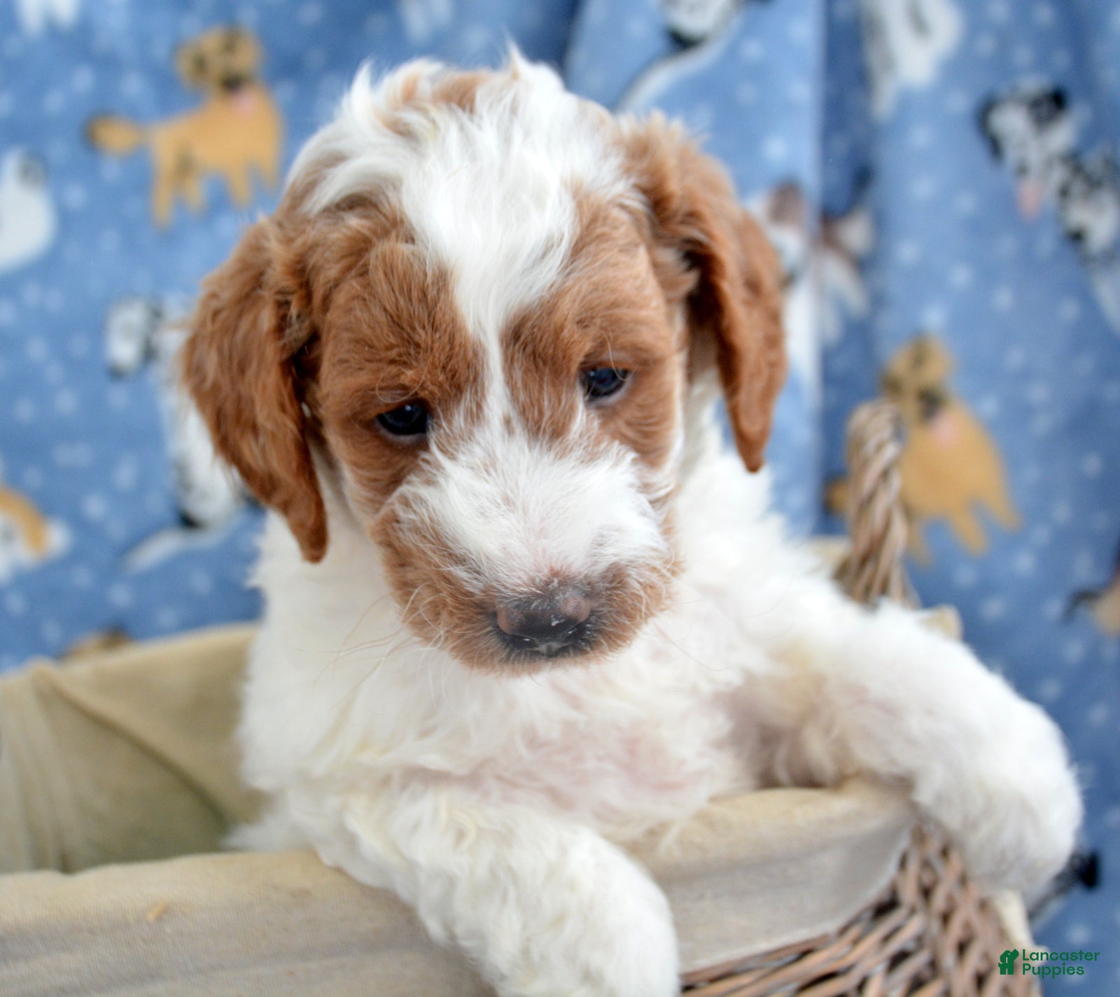 Goldendoodle dogs Mini Goldendoodle Puppy 2 Ernie - Ad 33