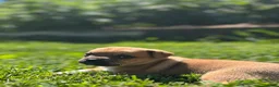 Jug dogs for sale: Lelé - Ad 4