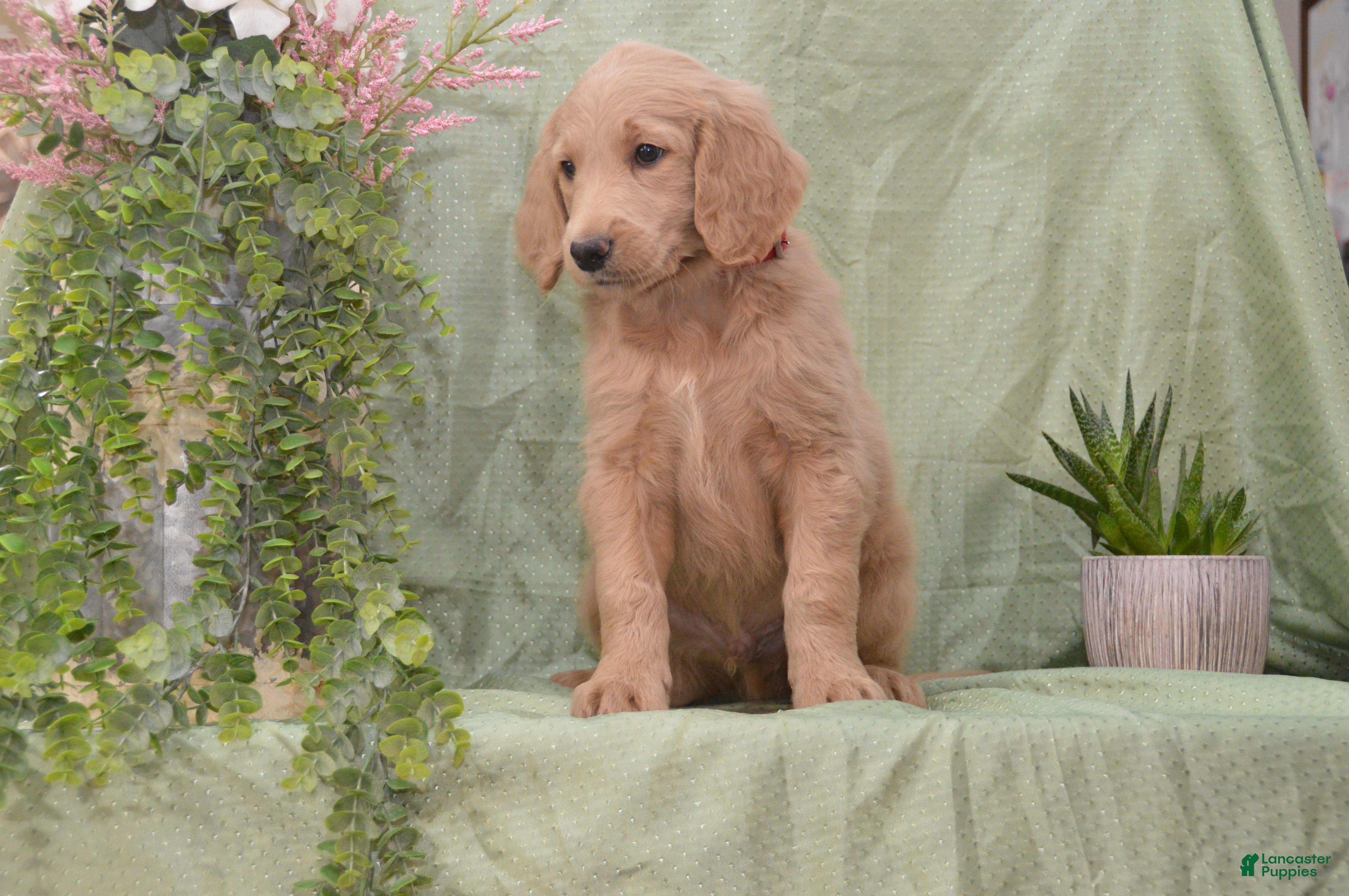 Goldendoodle dogs Blake - Ad 2