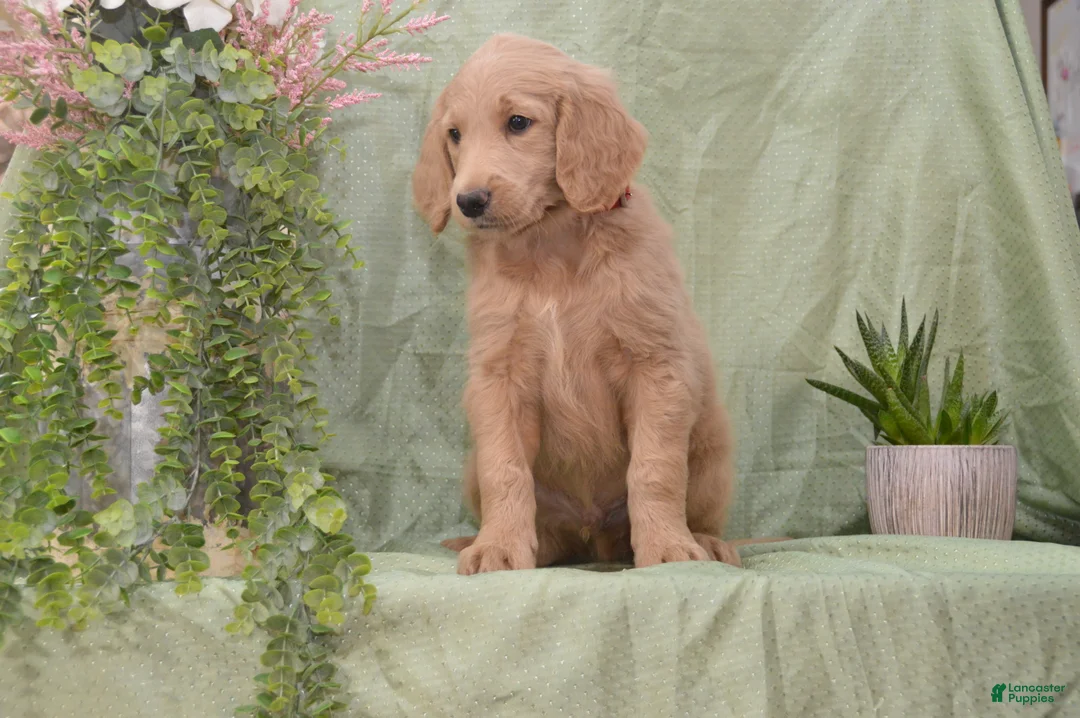 Goldendoodle dogs for sale: Blake - Ad 2