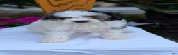 Maltipoo dogs for sale: Kai - Ad 12