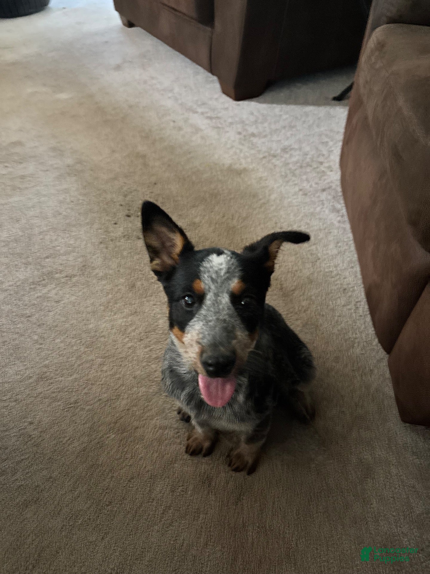 Australian Cattle Dog dogs Callie - Ad 37