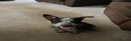 Australian Cattle Dog dogs for sale: Callie - Ad 1