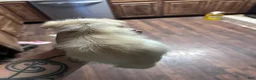 Mixed Breed dogs for sale: Mixed Breed 1 - Ad 2