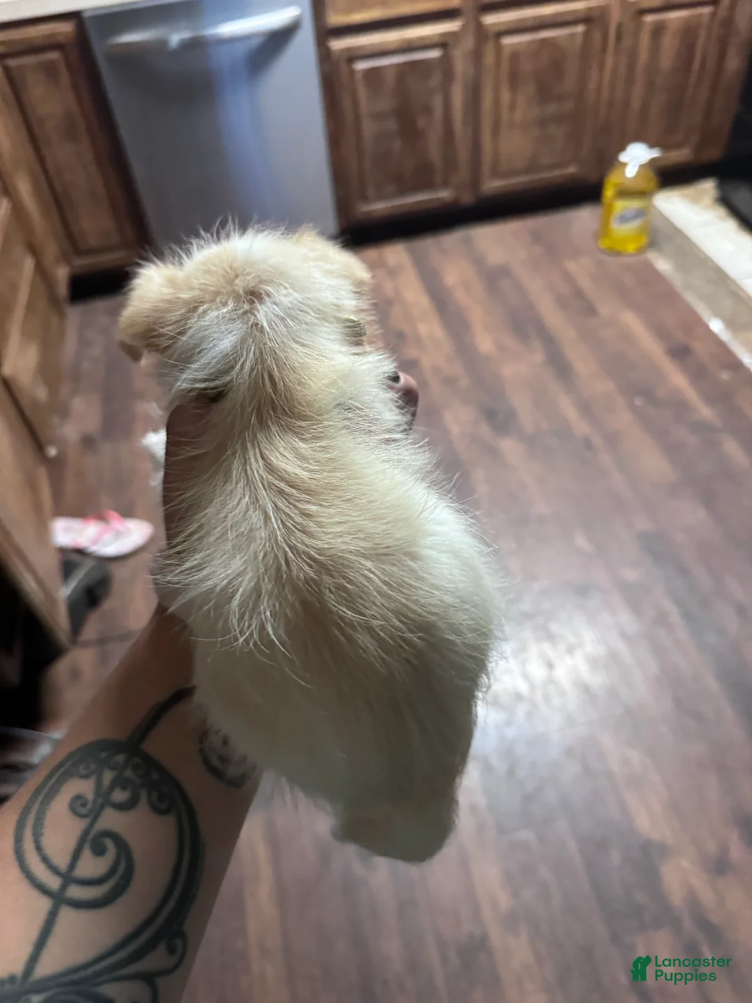 Mixed Breed dogs for sale: Mixed Breed 1 - Ad 2