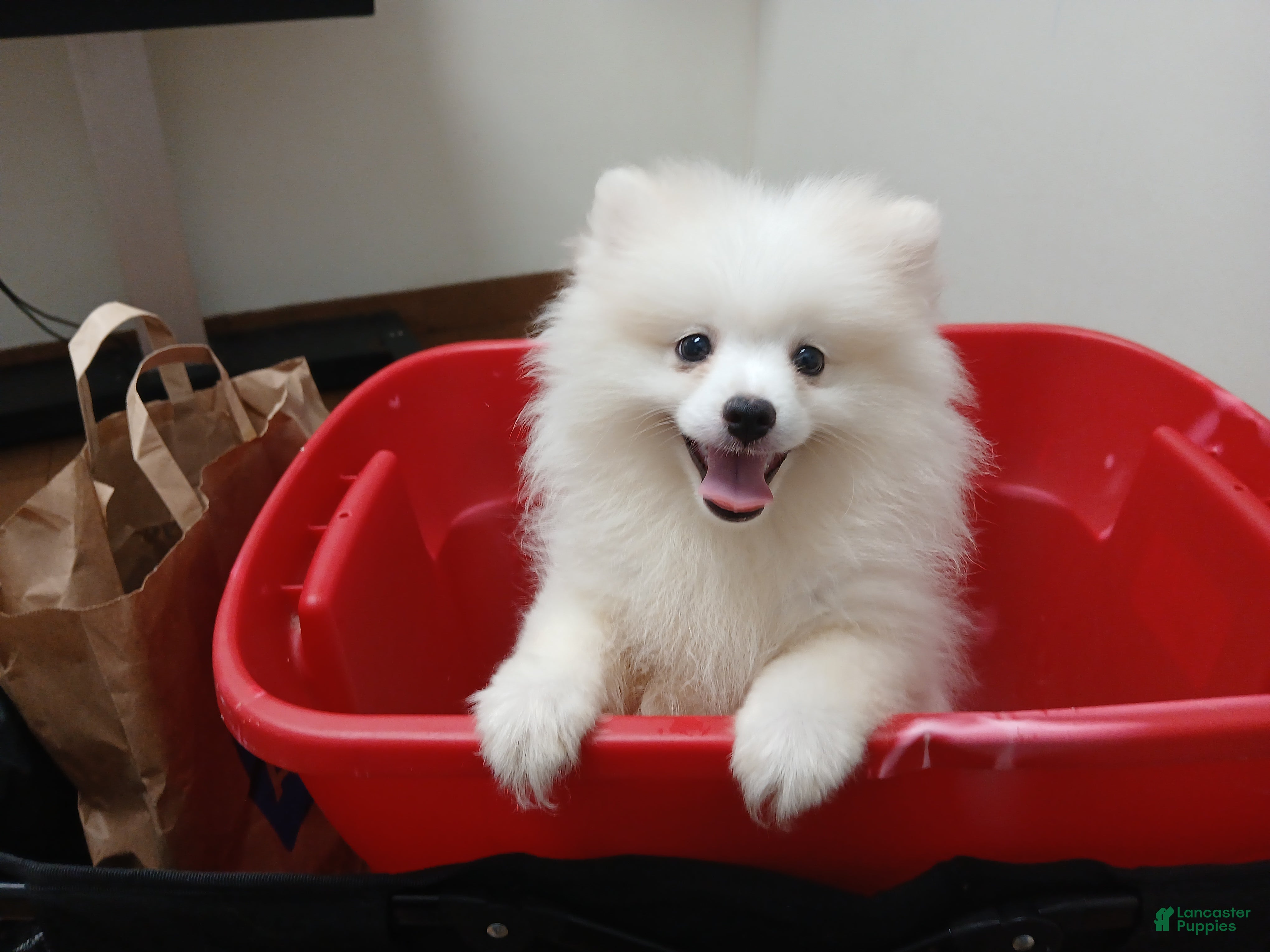 Pomeranian dogs AKC Benji - Ad 2