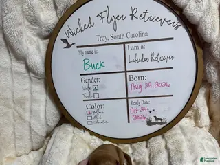Labrador Retriever dogs Buck - Ad 9
