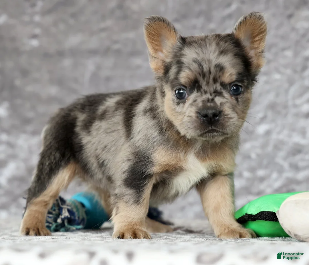 French Bulldog dogs for sale: Nimmy - Ad 7